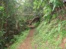 Maunawili Demonstration Trail